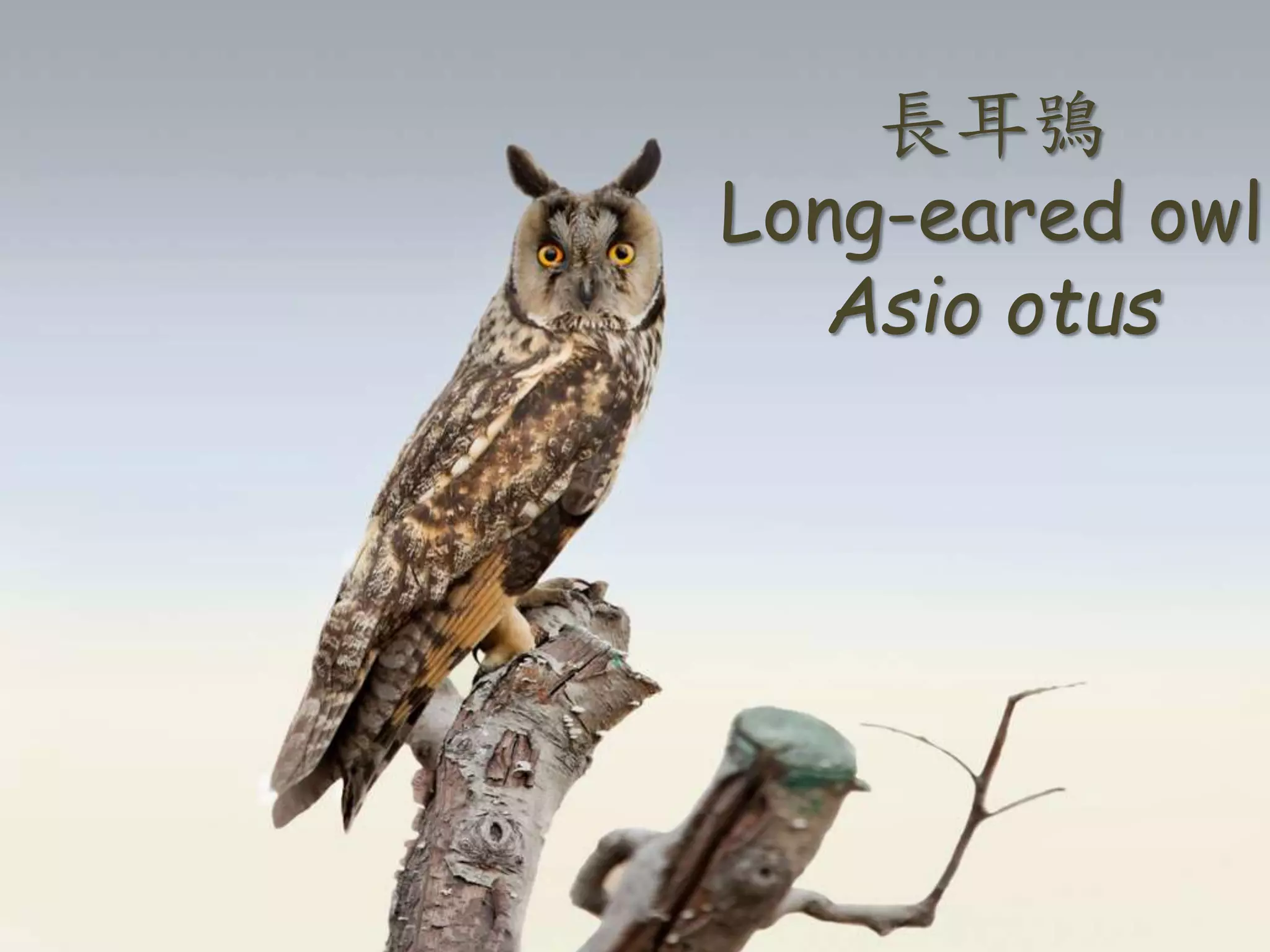 長耳鴞
Long-eared owl
Asio otus
 