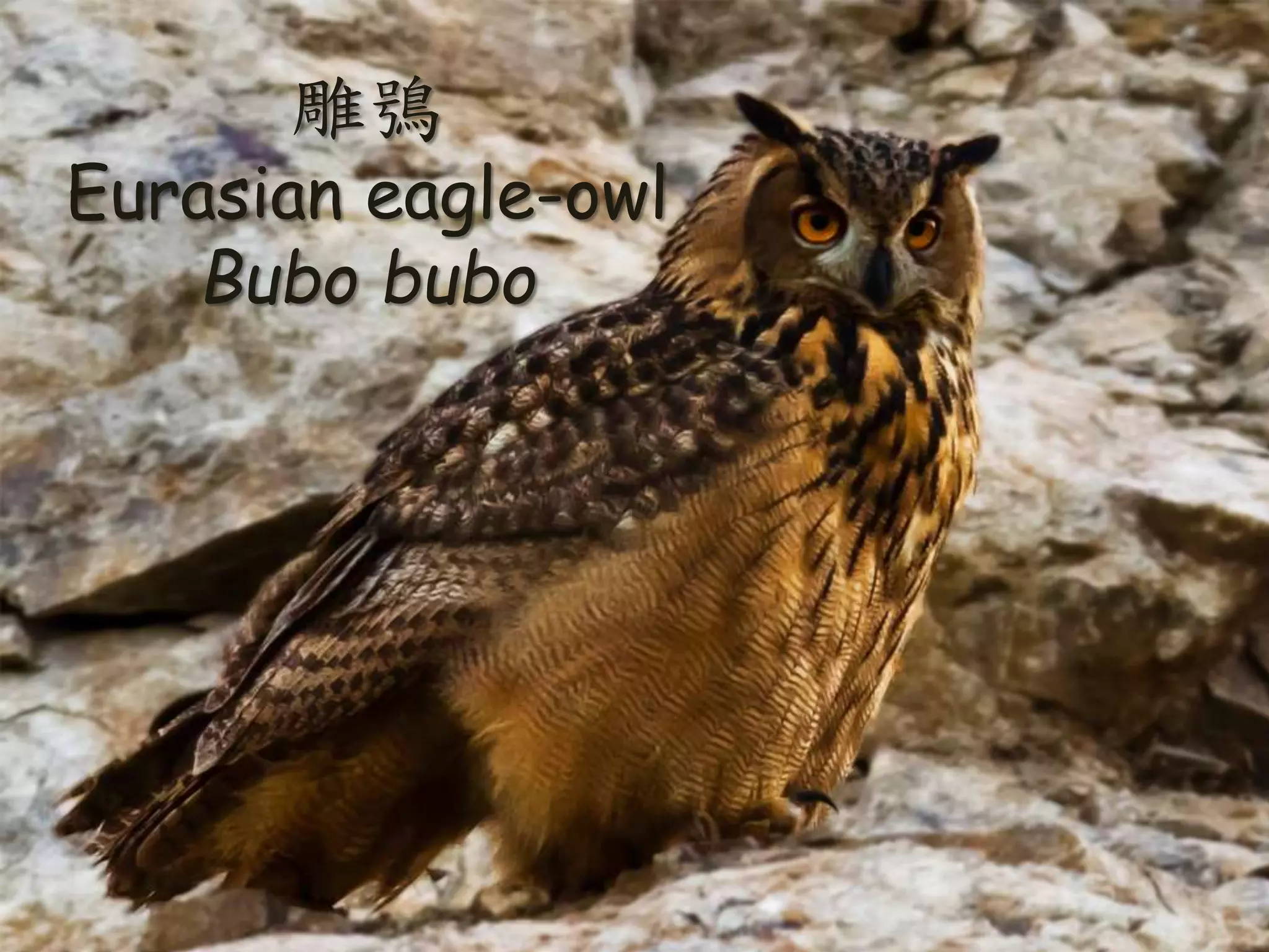 雕鴞
Eurasian eagle-owl
Bubo bubo
 