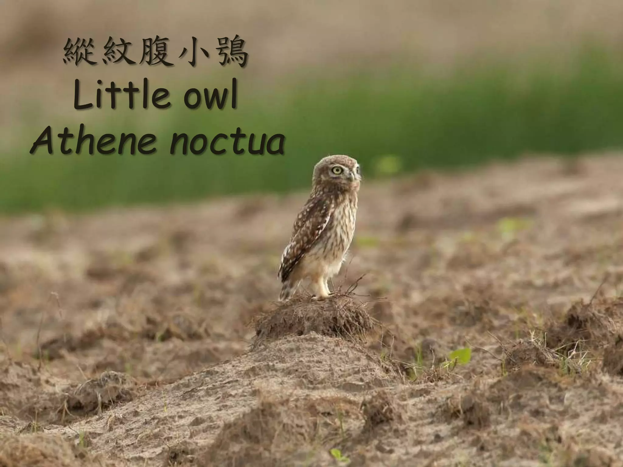 縱紋腹小鴞
Little owl
Athene noctua
 