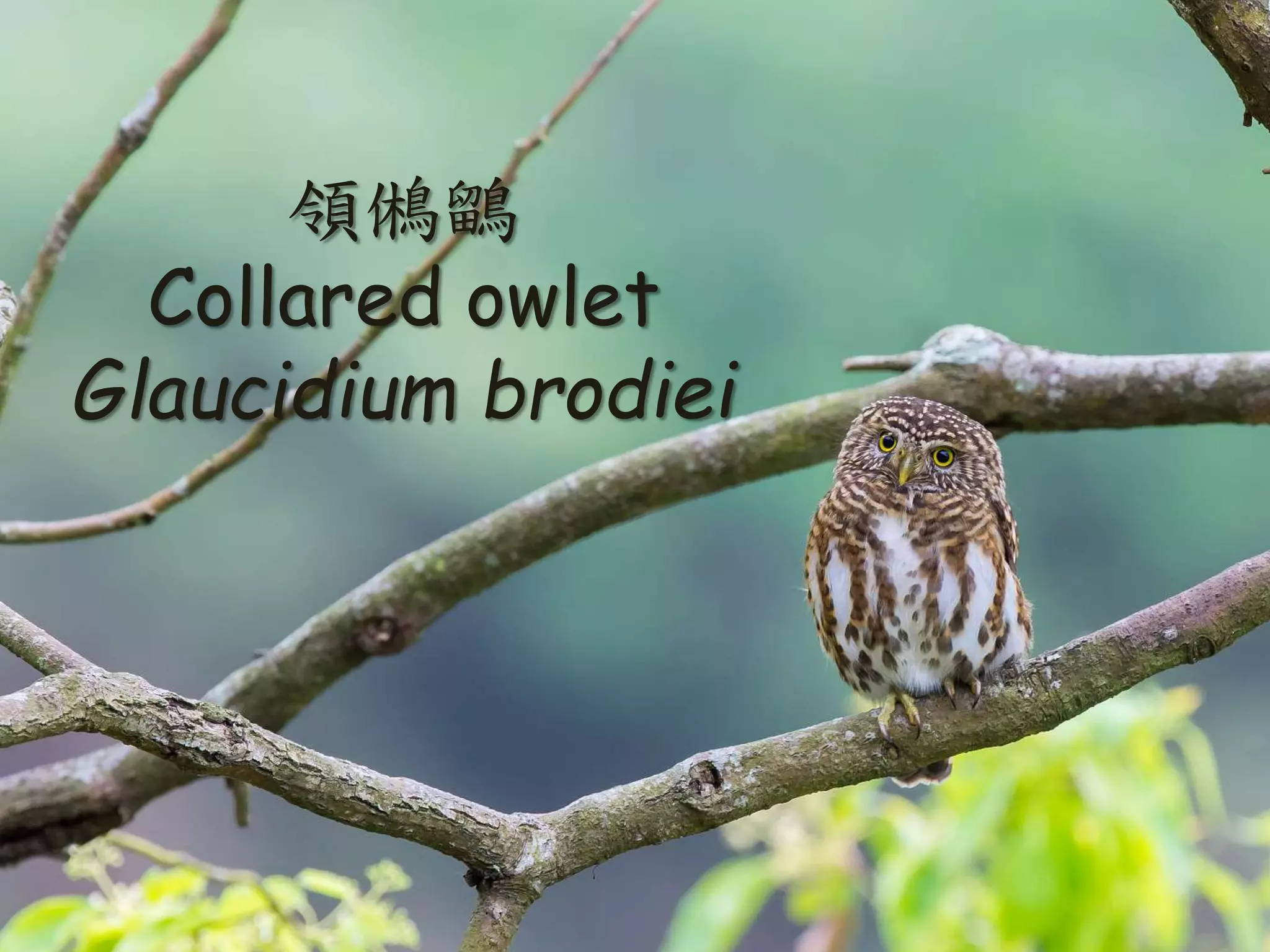 領鵂鶹
Collared owlet
Glaucidium brodiei
 