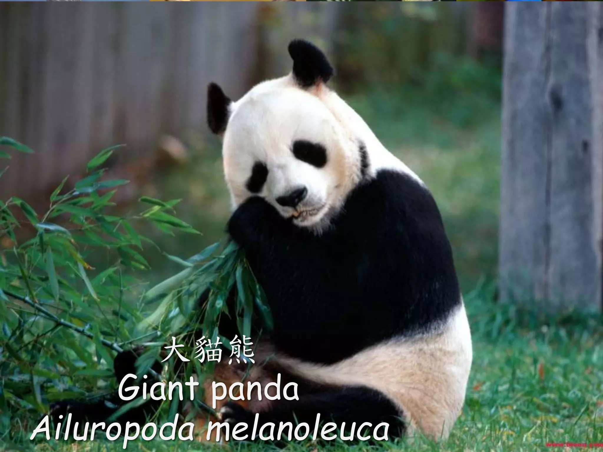 大貓熊
Giant panda
Ailuropoda melanoleuca
 