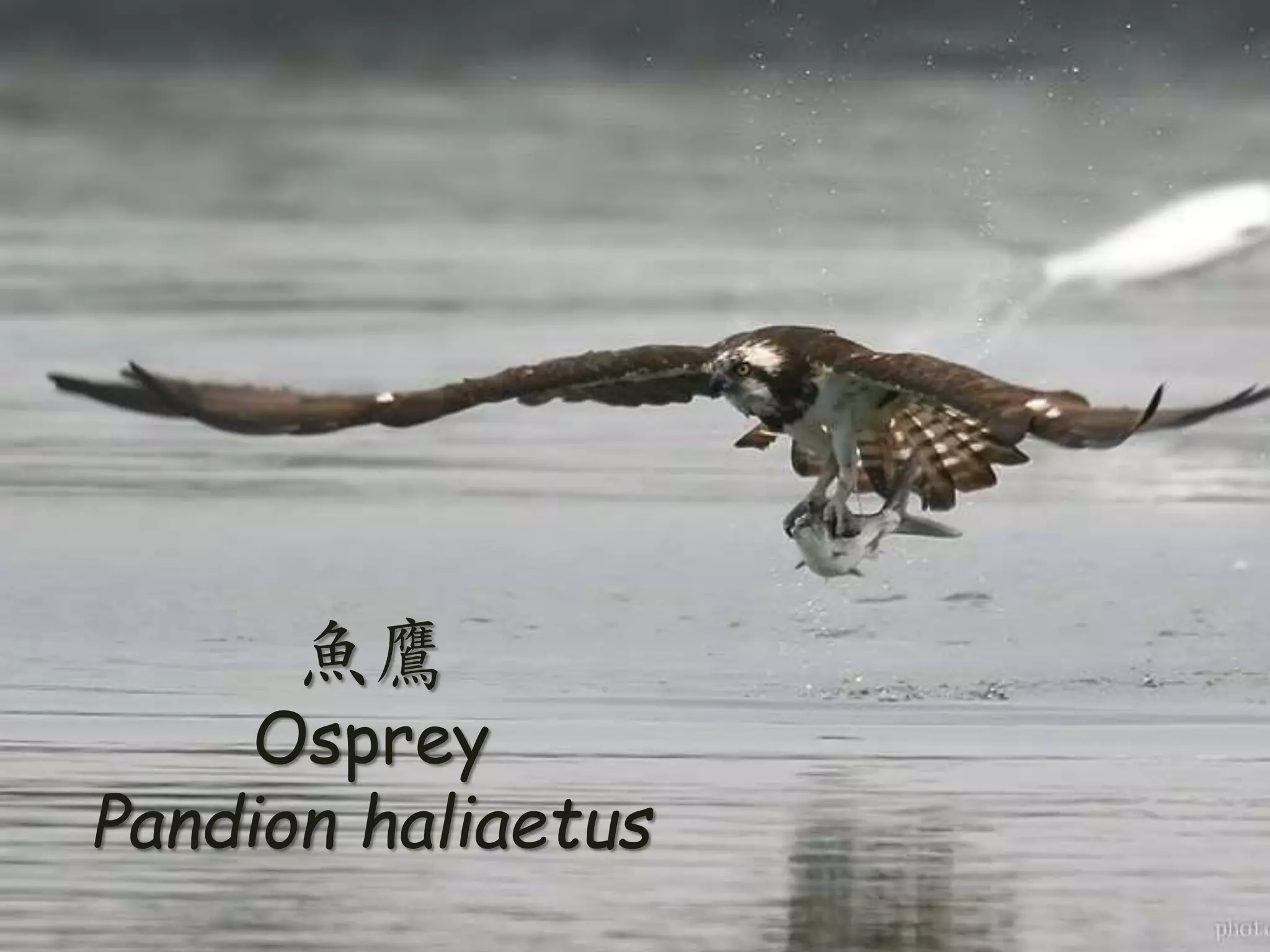 • 《詩經·國風·周南·關雎》
–關關雎鳩、在河之洲。窈宨淑女、
君子好逑。
–參差荇菜、左右流之。窈宨淑女、
寤寐求之。求之不得、寤寐思服。
悠哉悠哉、輾轉反側。
–參差荇菜、左右采之。窈宨淑女、
琴瑟友之。參差荇菜、左右芼之。
窈宨淑女、鐘鼓樂之。
魚鷹
Osprey
Pandion haliaetus
 