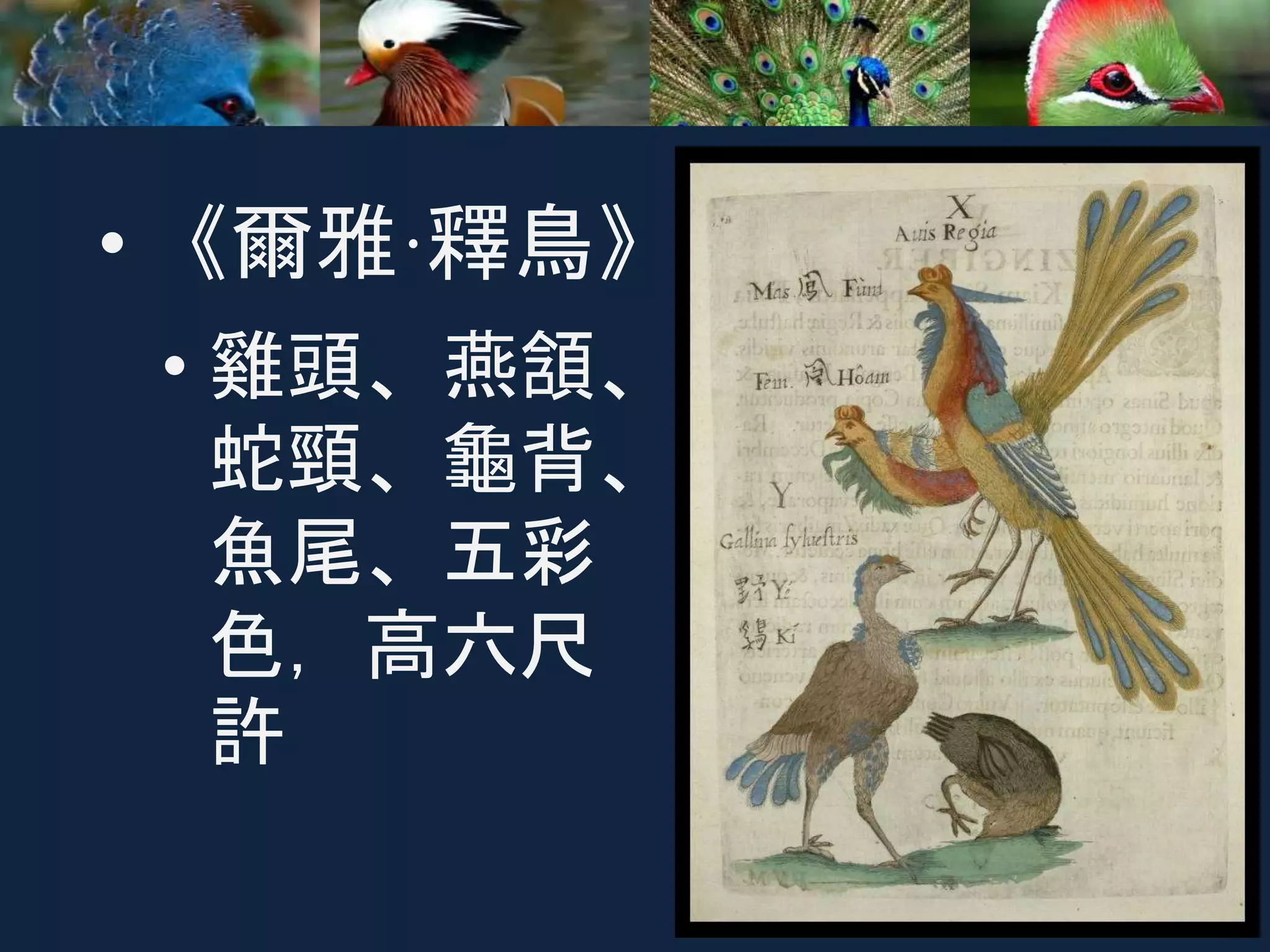 • 《爾雅·釋鳥》
• 雞頭、燕頷、
蛇頸、龜背、
魚尾、五彩
色，高六尺
許
 