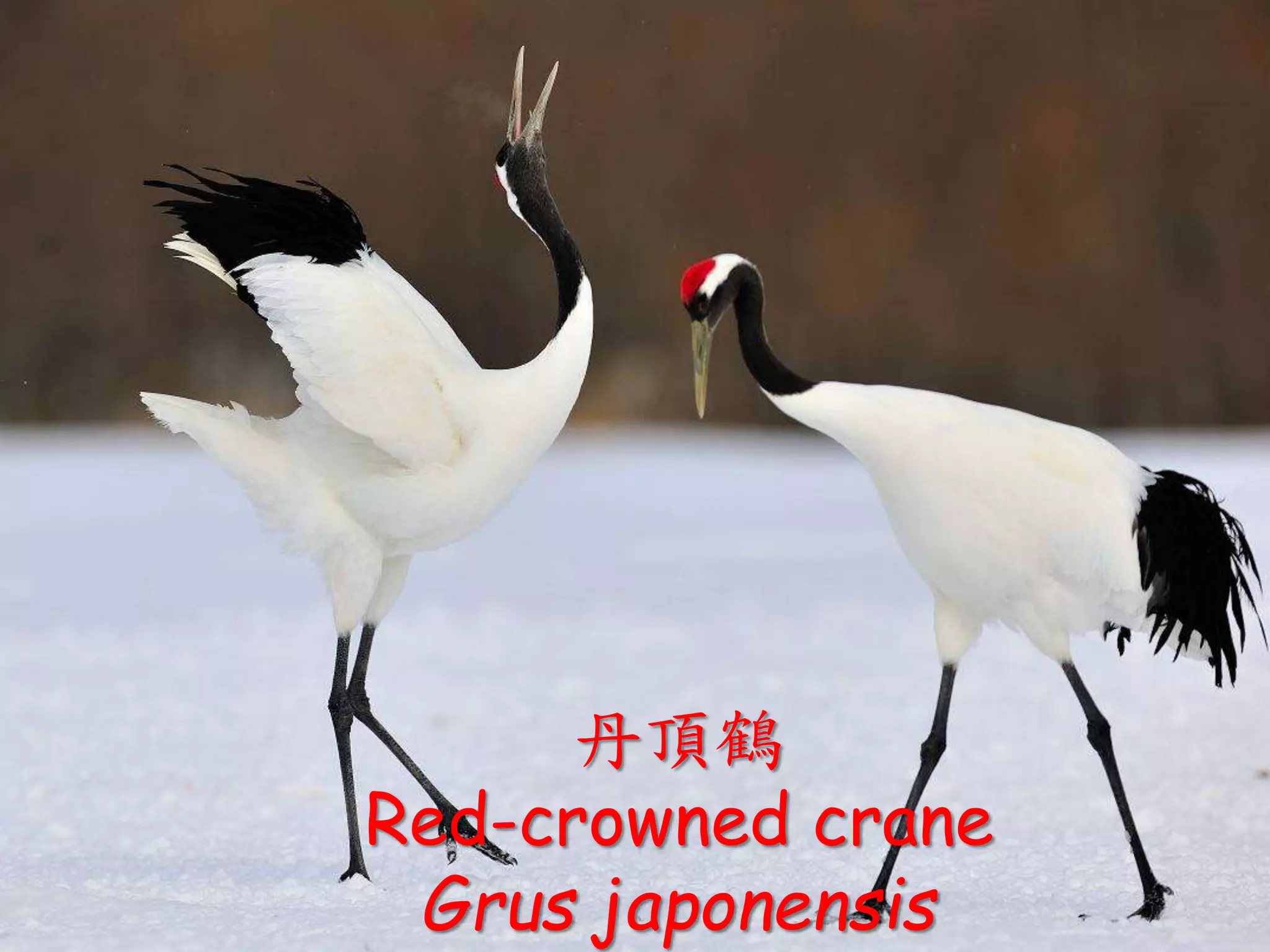 • 《詩經·小雅·彤弓之什·鶴鳴》
• 鶴鳴於九皋，聲聞於野。魚潛在淵，
或在於渚。樂彼之園，爰有樹檀，
其下維蘀。它山之石，可以爲錯。
• 鶴鳴於九皋，聲聞於天。魚在於渚，
或潛在淵。樂彼之園，爰有樹檀，
其下維轂。他山之石，可以攻玉。丹頂鶴
Red-crowned crane
Grus japonensis
 