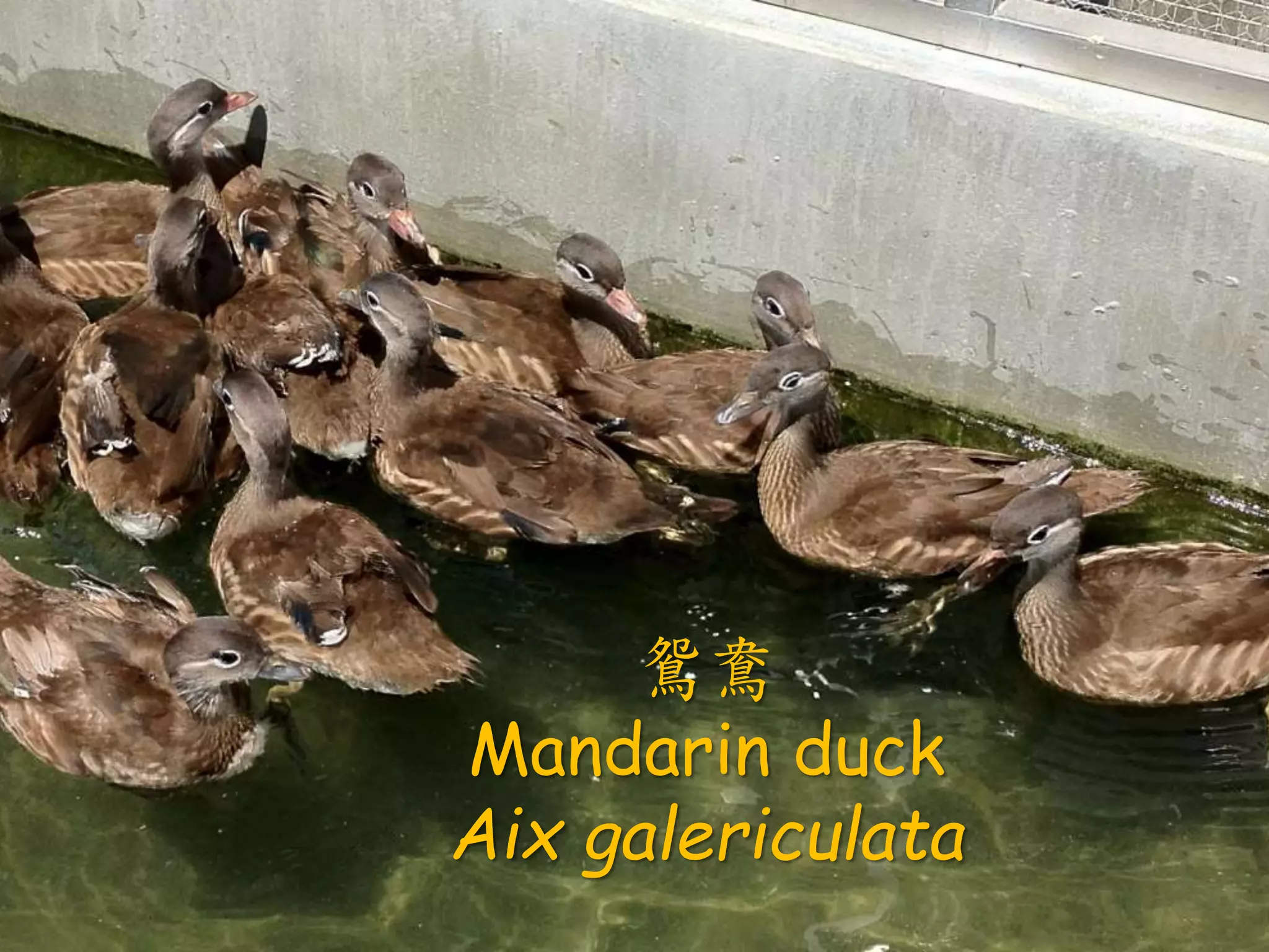 鴛鴦
Mandarin duck
Aix galericulata
 