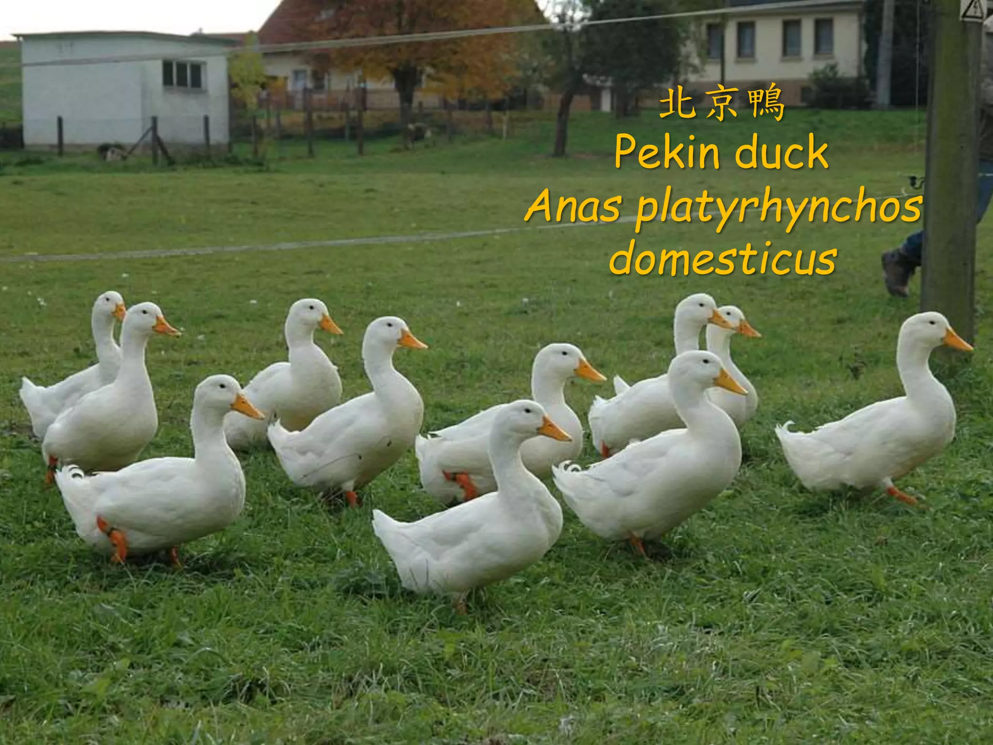 • 《詩經·國風·鄭風·女曰雞鳴》
–女曰：「雞鳴」，士曰：「昧旦。子興
視夜，明星有爛。」「將翱將翔，弋鳧
與雁。」
–「弋言加之，與子宜之。宜言飲酒，與
子偕老。」琴瑟在禦，莫不靜好。
–「知子之來之，雜佩以贈之。知子之顺
之，雜佩以問之。知子之好之，雜佩以
報之。」
綠頭鴨
Mallard
Anas platyrhynchos
北京鴨
Pekin duck
Anas platyrhynchos
domesticus
 