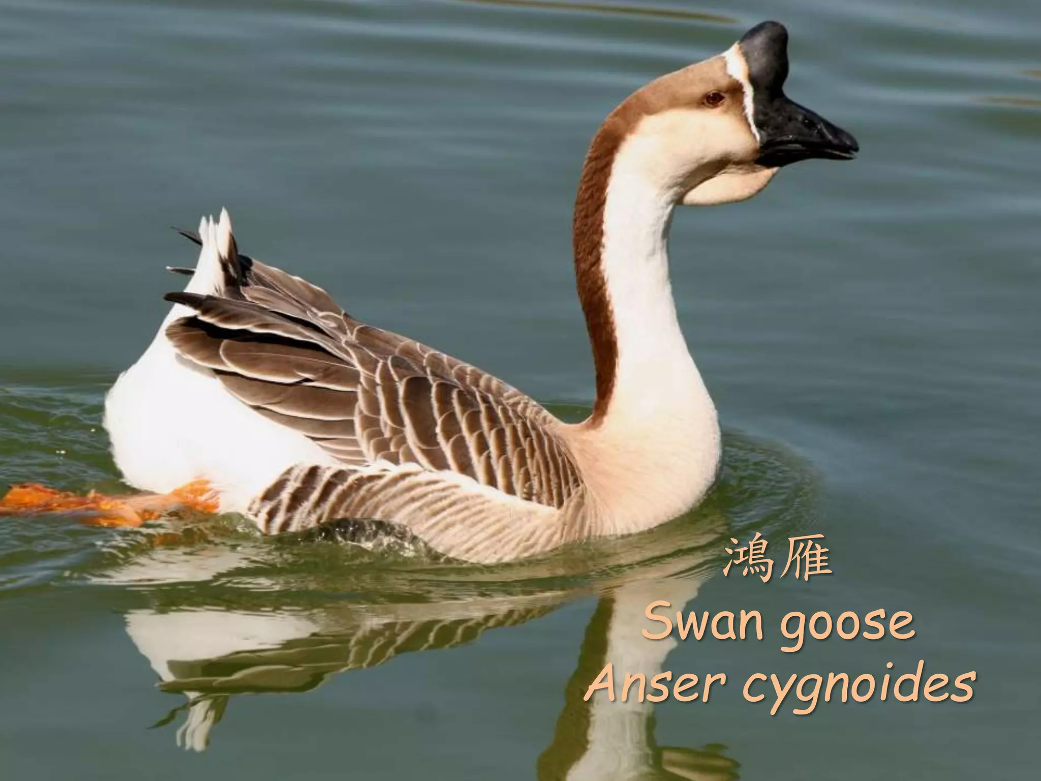 • 《史記．卷四十八．陳涉世家》
• 陳涉少時，嘗與人傭耕，輟耕之
壟上，悵恨久之，曰：『苟富貴，
無相忘。』傭者笑而應曰：『若
為傭耕，何富貴也？』陳涉太息
曰：『嗟乎，燕雀安知鴻鵠之志
哉！』
鴻雁
Swan goose
Anser cygnoides
 