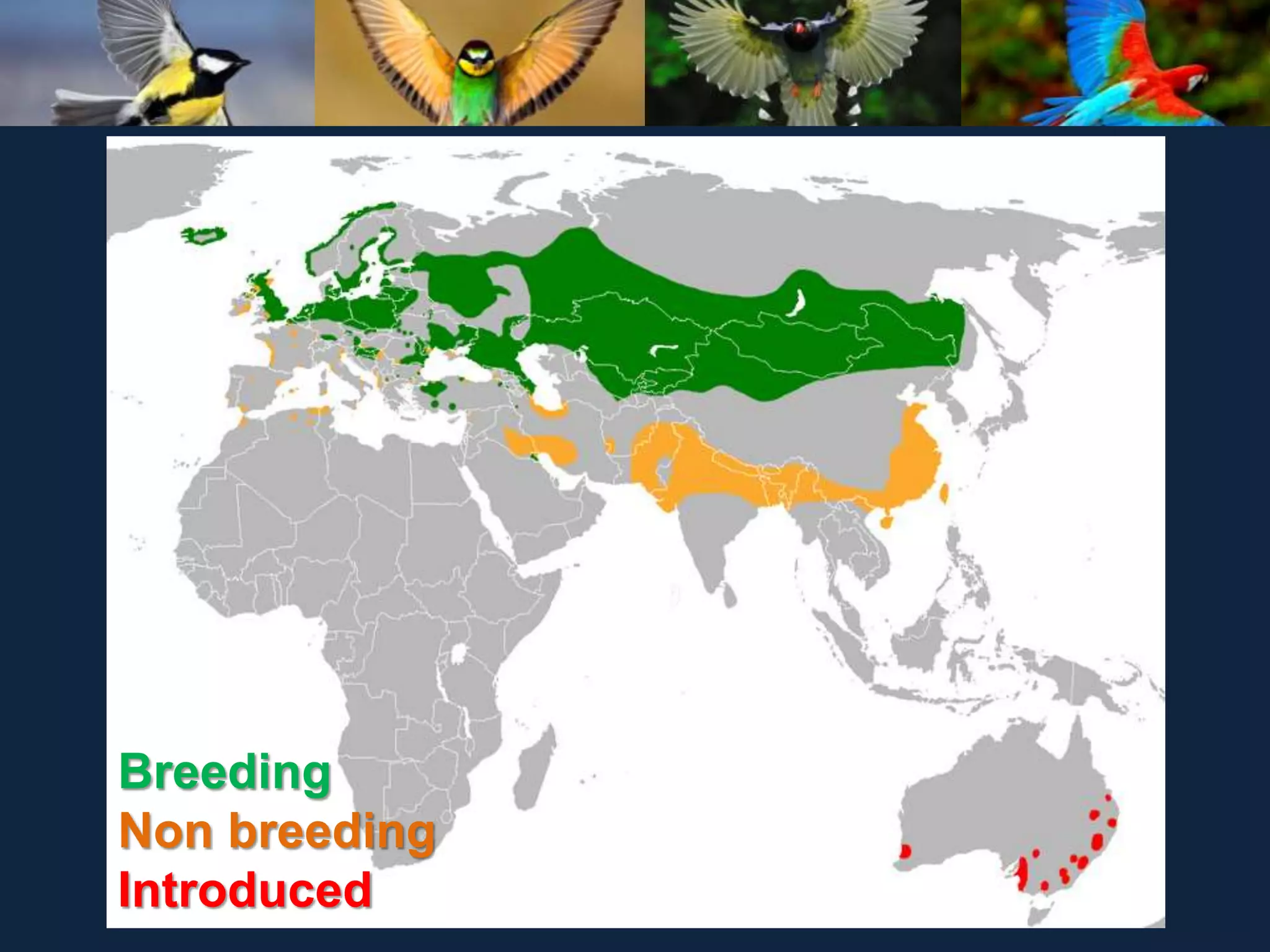 Breeding
Non breeding
Introduced
 