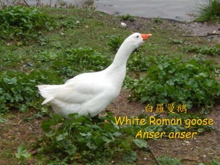 ? ʷӛʮˣҡ
? ٕrLc˂z֮
ϣ޾֮ԻF
oЦԻ
θFҲ̫Ϣ
Իൺȸ֪]֮־
գ
_Z
White Roman goose
Anser anser
 