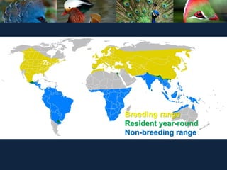 Breeding range
Resident year-round
Non-breeding range
 