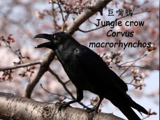 ? ԊСšСF֮ʲС͡
C ͱO˹wwᡣĪYҪι죿Σ
֮nӣ֮Σ
C qqܵïݡđnvUSnϡ
֮nӣM缲ס
C Sɣcعֹհ˸ĸë
֮ңҳڣ
C ұ˹QGGНyߜYȔġƩ֪ã
֮nӣؼ¡
C ¹˹֮S㼿֮gơƩˉľßo֦
֮nӣĪ֪֮
C Ͷãл֮ˣл֮ӱģS֮
֮nӣE֮
C ׋֮Ӳݣ澿֮ľӣнLӡ
֮٢ӡ
C Ī߷ɽĪȪӟoԣԫoolѡ
ҹ醣ᡣ
f
Jungle crow
Corvus
macrorhynchos
 