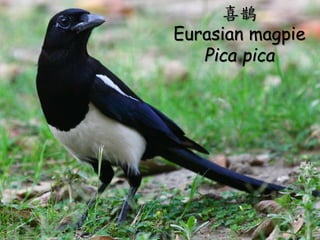 ? ԊLLo
Coּ档l
ᡣ
C궣ּgl
衣
ϲo
Eurasian magpie
Pica pica
 