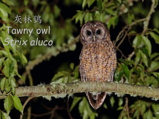 {
Tawny owl
Strix aluco
 