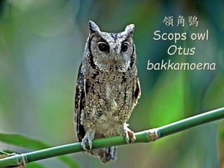 I{
Scops owl
Otus
bakkamoena
 