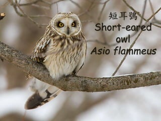 ̶{
Short-eared
owl
Asio flammeus
 
