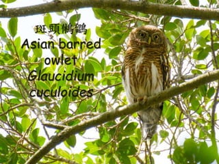 ^V
Asian barred
owlet
Glaucidium
cuculoides
 