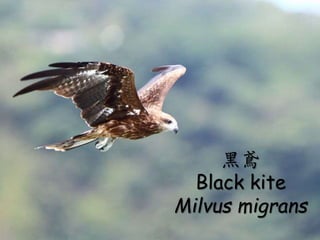 ? ԊLϡ¶
C¶Mҹ^ж¶
Cl^ȸoǣԴݣl^D
oң
CҪzmҪzҼҲ㡣
Cl^oԴܭl^
Ůoң
CAmA಻Ůġ
S
Black kite
Milvus migrans
 