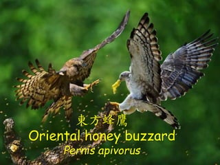 |
Oriental honey buzzard
Pernis apivorus
 