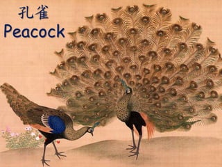 ȸ
Peacock
 