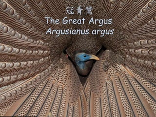 [
The Great Argus
Argusianus argus
 