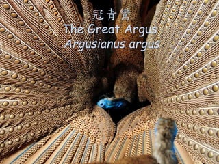 [
The Great Argus
Argusianus argus
 