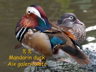 x
Mandarin duck
Aix galericulata
 