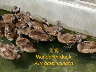x
Mandarin duck
Aix galericulata
 