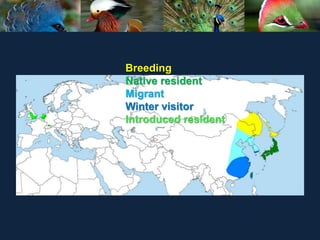 Breeding
Native resident
Migrant
Winter visitor
Introduced resident
 