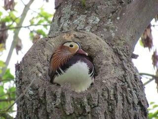 x
Mandarin duck
Aix galericulata
 
