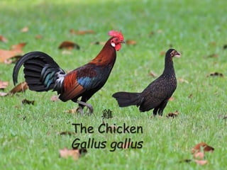 ? ԊLRLuQ
CӣӯӡutQ
nω֮
C|ӣȲӡ˖|t
³֮⡣
CxwްްcͬҚw
ӣo
u
The Chicken
Gallus gallus
 