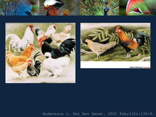 Andersson L. Nat Rev Genet. 2001 Feb;2(2):130-8.
 