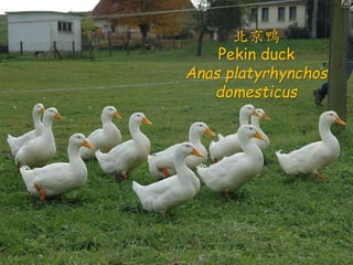 ? ԊLLŮԻuQ
CŮԻuQʿԻd
ҕҹР裬߮D
c㡣
C߮Լ֮c֮ƣc
ϡɪڶRĪoá
C֪֮֮sٛ֪֮֮˳
֮sԆ֪֮֮֮s
֮
G^
Mallard
Anas platyrhynchos

Pekin duck
Anas platyrhynchos
domesticus
 