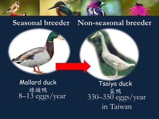 Seasonal breeder Non-seasonal breeder
8C13 eggs/year 330C350 eggs/year
in Taiwan
Mallard duck
G^
Tsaiya duck

 