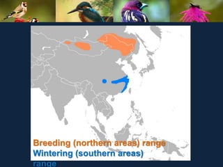 Breeding (northern areas) range
Wintering (southern areas)
range
 