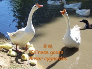 ? ʷӛʮˣҡ
? ٕrLc˂z֮
ϣ޾֮ԻF
oЦԻ
θFҲ̫Ϣ
Իൺȸ֪]֮־
գ
AZ
Chinese goose
Anser cygnoides
 