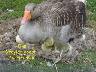 ? ʷӛʮˣҡ
? ٕrLc˂z֮
ϣ޾֮ԻF
oЦԻ
θFҲ̫Ϣ
Իൺȸ֪]֮־
գ

Greylag goose
Anser anser
 