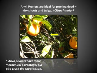Anvil Pruners are ideal for pruning dead –
dry shoots and twigs. (Citrus interior)
* Anvil pruners have more
mechanical advantage, but
also crush the shoot tissue.
 