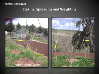 Staking, Spreading and Weighting
Training Techniques I
Apple – Central Leader
 