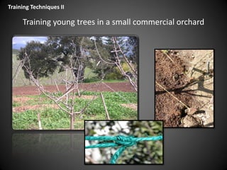 Training young trees in a small commercial orchard
Training Techniques II
 