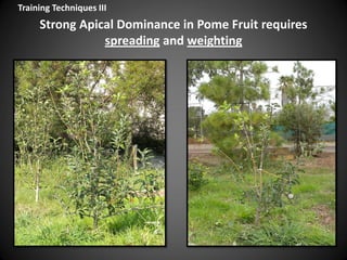 Strong Apical Dominance in Pome Fruit requires
spreading and weighting
Training Techniques III
 