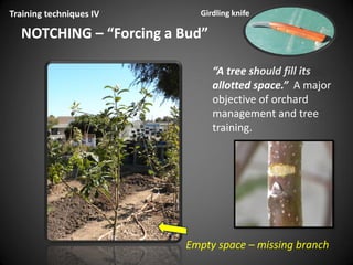 NOTCHING – “Forcing a Bud”
Training techniques IV
“A tree should fill its
allotted space.” A major
objective of orchard
management and tree
training.
Empty space – missing branch
Girdling knife
 