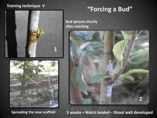 “Forcing a Bud”
1
2
3
Training technique V
5 weeks – Notch healed – Shoot well developed
Bud sprouts shortly
after notching
Spreading the new scaffold
 