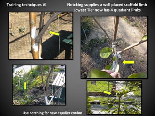 Notching supplies a well placed scaffold limb
Lowest Tier now has 4 quadrant limbs
Training techniques VI
Use notching for new espalier cordon
 