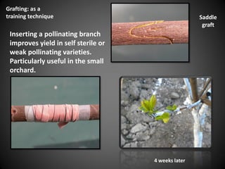 Saddle
graft
Grafting: as a
training technique
Inserting a pollinating branch
improves yield in self sterile or
weak pollinating varieties.
Particularly useful in the small
orchard.
4 weeks later
 