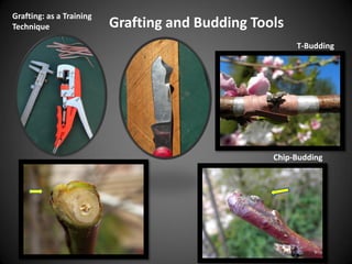 Grafting and Budding Tools
Grafting: as a Training
Technique
T-Budding
Chip-Budding
 