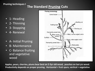 The Standard Pruning Cuts
• 1- Heading
• 2- Thinning
• 3- Stopping
• 4- Renewal
• A- Initial Pruning
• B- Maintenance
• C- Balance fruiting
and vegetative
wood
Pruning techniques I
Apples, pears, cherries, plums bear best on 2-3yr old wood, peaches on last yrs wood.
Productivity depends on proper pruning. Horizontal = fruit spurs, vertical = vegetative
 