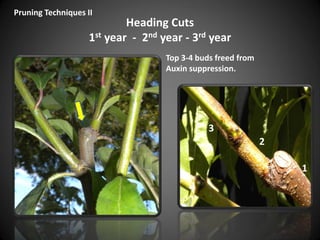 Heading Cuts
1st year - 2nd year - 3rd year
Pruning Techniques II
1
2
3
Top 3-4 buds freed from
Auxin suppression.
 