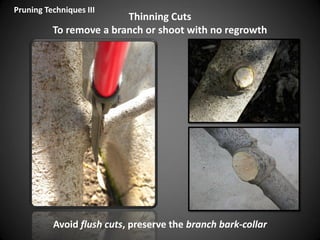 Thinning Cuts
To remove a branch or shoot with no regrowth
Pruning Techniques III
Avoid flush cuts, preserve the branch bark-collar
 