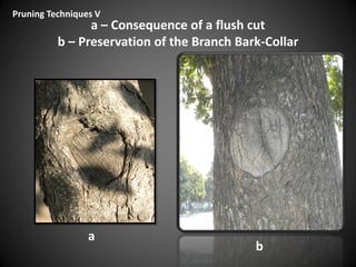 a – Consequence of a flush cut
b – Preservation of the Branch Bark-Collar
a
b
Pruning Techniques V
 