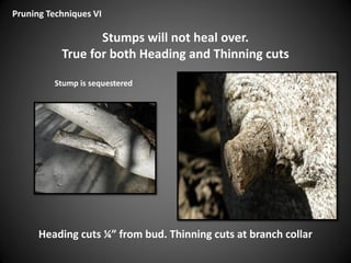 Stumps will not heal over.
True for both Heading and Thinning cuts
Pruning Techniques VI
Heading cuts ¼” from bud. Thinning cuts at branch collar
Stump is sequestered
 
